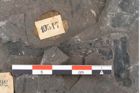 Foto (Detailansicht) von Thaumatopteris muensteri Goeppert (NHMW-GEO-2024-0188-10517)